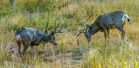 Two mule deer bucks sparing for dominance, near Estes Park, Colorado