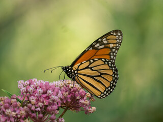 monarch butterfly on flower