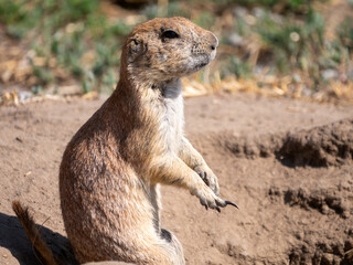 black-tailed prairie dog on the ground