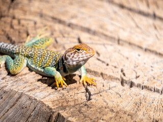 Eastern Collared Lizard, Crotaphytus collaris