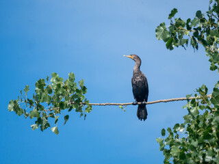 Double-crested Cormorant, Nannopterum auritum