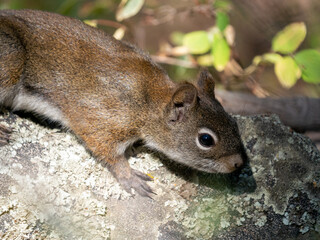 Rock Squirrel, Otospermophilus variegatus