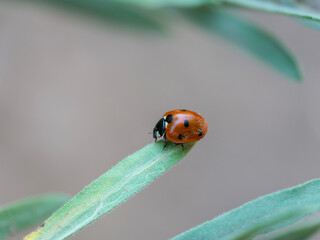 Seven-spotted Lady Beetle, Coccinella septempunctata ladybug, ladybird