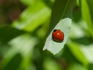 LeConte's Giant Lady Beetle Anatis lecontei ladybug ladybird