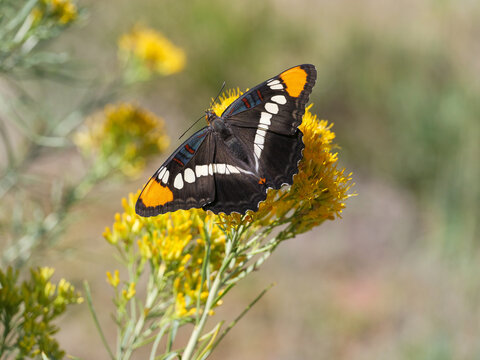 Arizona Sister Adelpha eulalia butterfly
