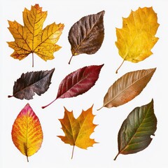 Fototapeta premium Various colorful autumn leaves isolated on white background
