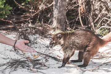 A man is feeding Coati coatis with food tropical jungle Mexico.