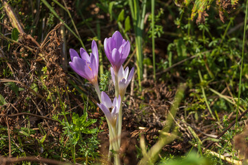 Ocun - Colchicum - colorful flower in a meadow in green grass. The photo has a beautiful bokeh creat