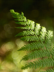 Delicate Fern in the Woods