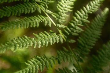 Delicate Fern in the Woods
