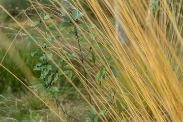 Graceful Yellow-Green Grass Blades