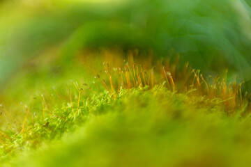 Vibrant Orange Macro Plant Study