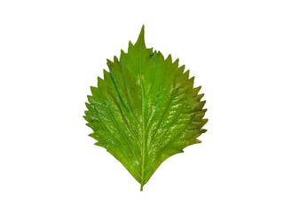 Korean sesame leaf isolated on white background. Green shiso vegetable