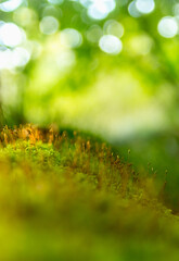 Vibrant Orange Macro Plant Study