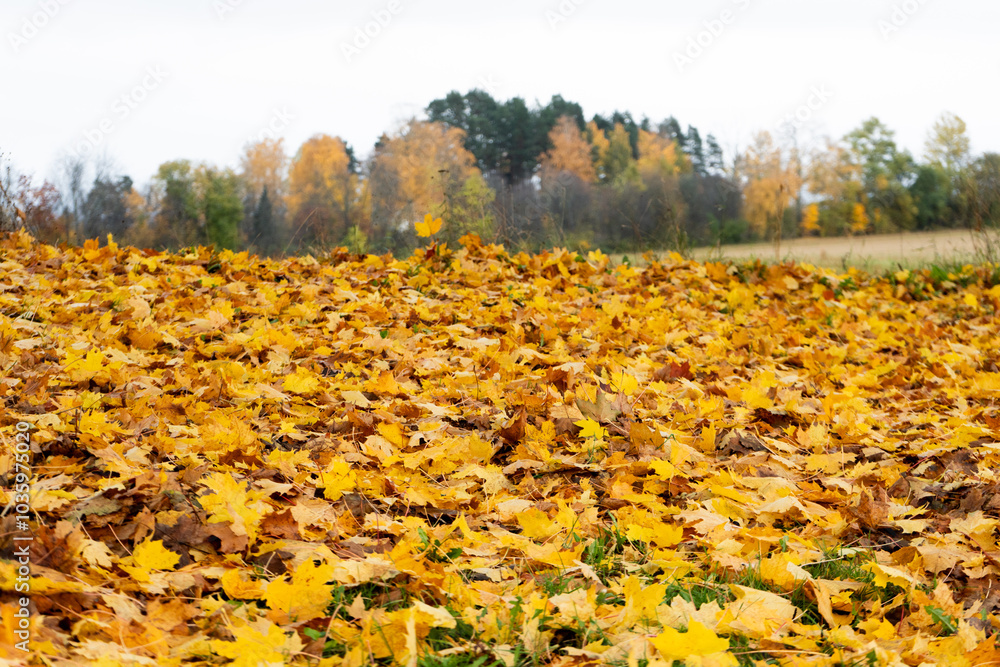 Wall mural close-up of autumn leaves