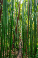 Fototapeta premium a tranquil scene within a dense bamboo forest