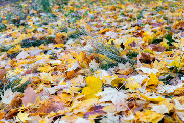 Obraz premium autumn leaves on the ground