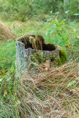 Nature's Cycle: Decay and Renewal