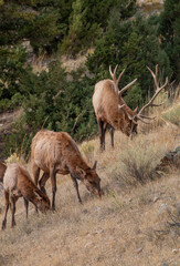 Bull and Cow Elk During the Fall Rut in Yellowstone National Park Wyoming