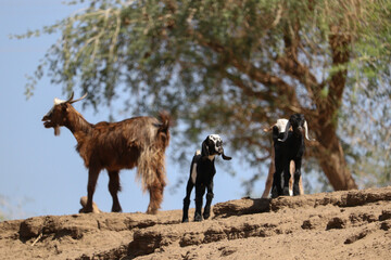 herd of goats near river nile in Aswan, Egypt, Africa
