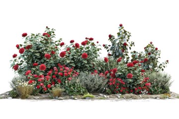 Fototapeta premium Isolated flowerbed with red flowers green foliage for garden design.