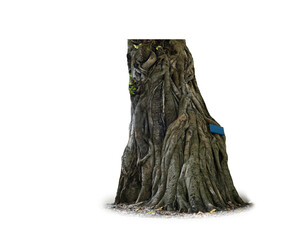 root of big tree isolated on white background. This has clipping path.
