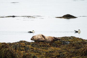 icelandic seals inside the Ytri Tunga Beach, Snaefellness Peninsula, Iceland