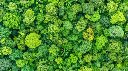 Aerial View of Lush Green Rainforest Canopy