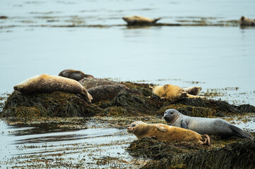 icelandic seals inside the Ytri Tunga Beach, Snaefellness Peninsula, Iceland