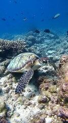 Naklejka premium Sea Turtle Swimming Through Coral Reef in the Ocean