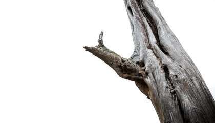 Fototapeta premium The Creepy Old Tree Trunk of Cleafless on side position provides copy space for text. background concept isolated white