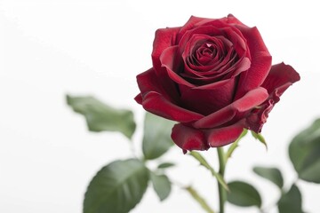 Fototapeta premium Red rose on white background repeated.