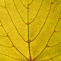 Obraz premium Yellow leaf texture, a macro image of yellow leaf texture as background