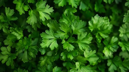 A close-up view of vibrant green parsley leaves, capturing the intricate details of nature's beauty. This image symbolizes freshness, growth, and the vibrancy of life.