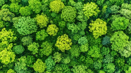 Naklejka premium Aerial View of Lush Green Forest Canopy