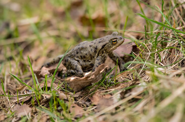 A Toad on the grass close up in Scotland