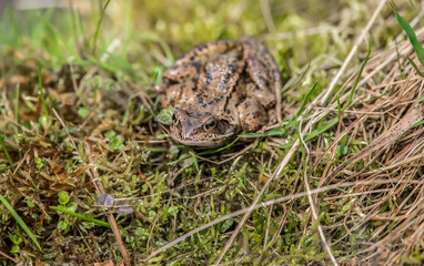 A Toad on the grass close up in Scotland