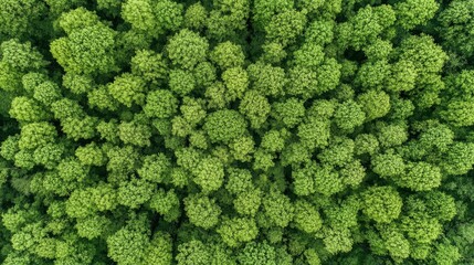 Aerial View of Dense Green Forest Canopy