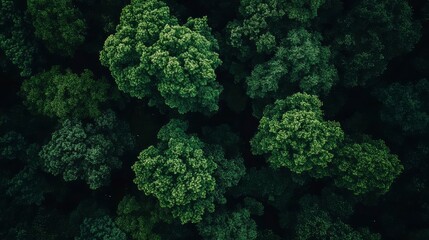 Aerial View of Lush Green Forest Canopy
