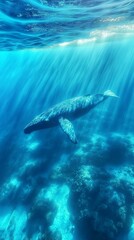 Fototapeta premium Humpback Whale Swimming in the Ocean: Underwater Photography