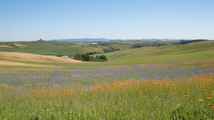 Vibrant Wildflower Meadow in Rolling Hills