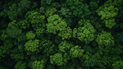 Naklejka premium Aerial View of Lush Green Forest Canopy