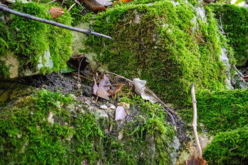 Detailaufnahme von grünem Moos auf Felsen