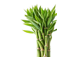 Obraz premium Bamboo stalks with lush green leaves, white isolate background