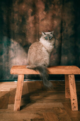 Aesthetic Portrait of a white fluffy blue-eyed ragdoll cat sitting on a wooden bench