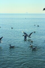  White seagulls on the beach