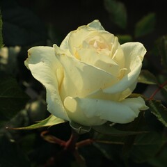 Beautiful white rose in the garden