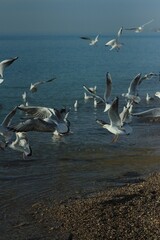 White seagulls on the beach