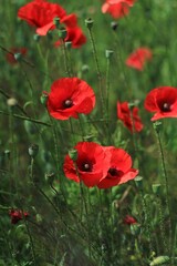 red poppy in the field
