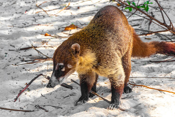 Coati coatis snuffling and search for food tropical jungle Mexico.